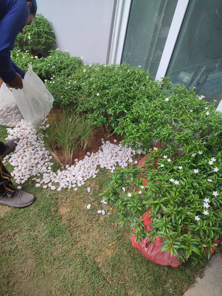 Servis Tanam Rumput-HJ Landscape