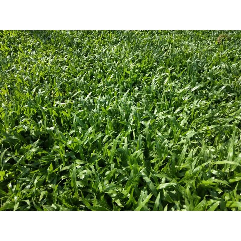 pearl-grass-carpet-karpet-rumput-mutiara-HJ LANDSCAPE