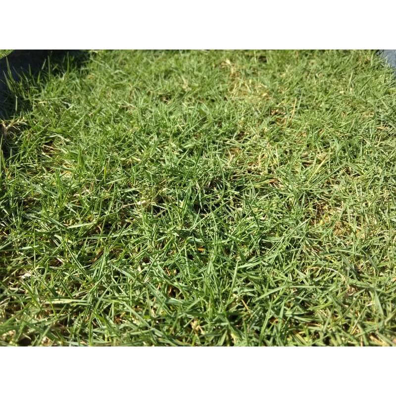 Servis Tanam Rumput-HJ Landscape