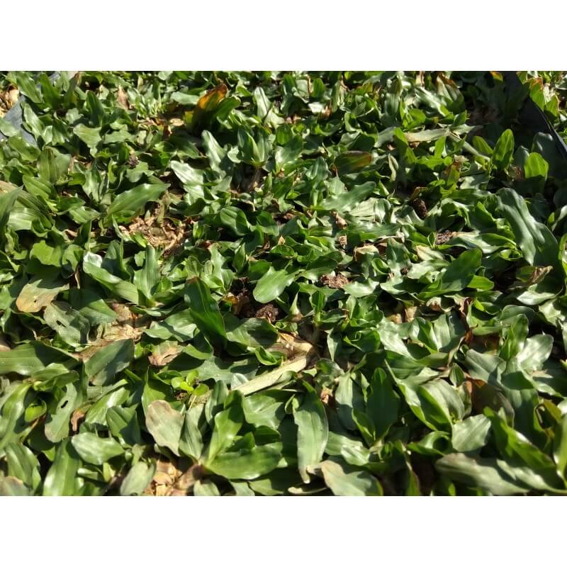 pearl-grass-carpet-karpet-rumput-mutiara-HJ LANDSCAPE